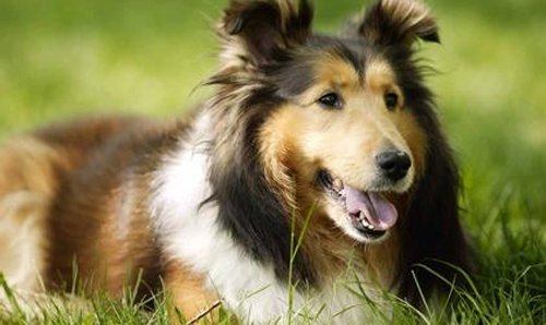 宠物生活的贴心呵护