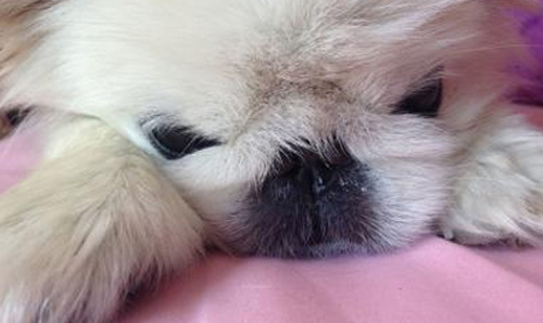 宠物用品行业的未来趋势