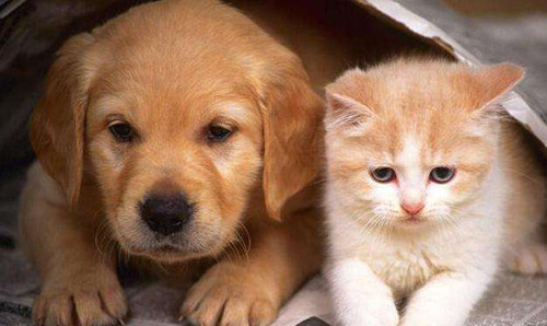 如何选择适合宠物的玩具？