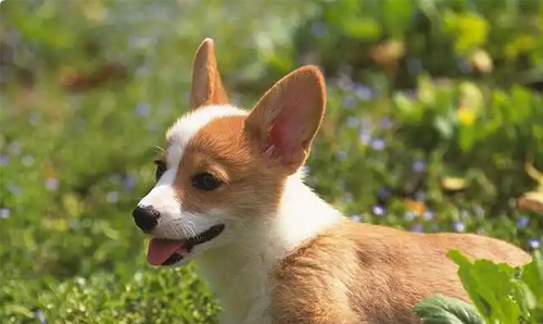 如何选择适合狗狗的狗粮？