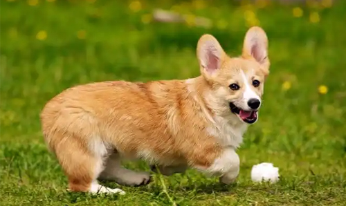 如何给狗狗选择合适的清洁用品？