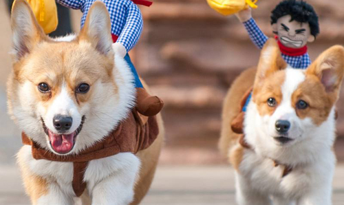 宠爱背后的多元世界