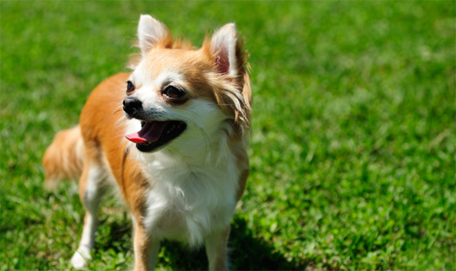 如何训练狗狗使用汽车安全带？