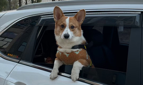 如何训练狗狗在汽车上保持安静