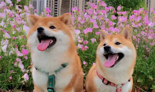 如何训练狗狗适应汽车座椅？