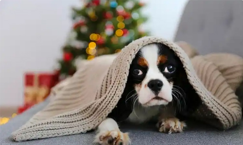 宠物用品店利润如何